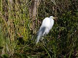 C Everglades 076 : Everglades